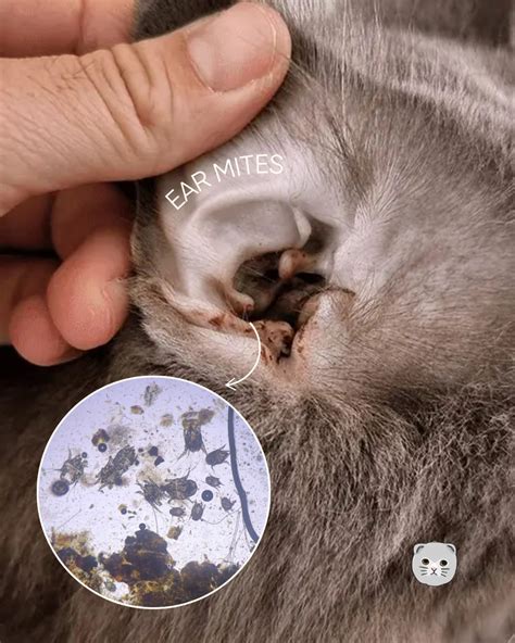 Kitten Ear Discharge