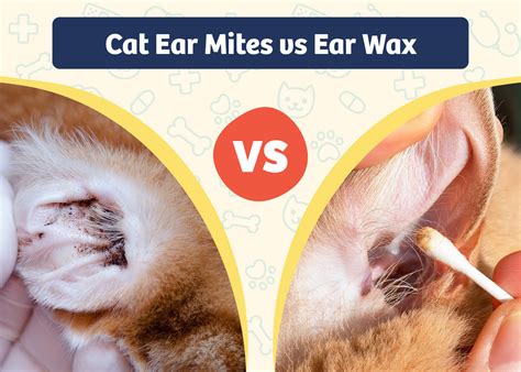 Kitten Ear Wax