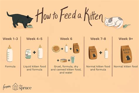 What Is The Best Kitten Food For 1-Month-Old Kittens?