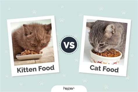 Kitten Food Vs Cat Food: What’s The Difference And Which Is Best?