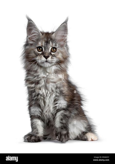 Kitten Leaning To One Side