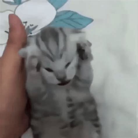 Discord Kitten Discord Mod Meme GIF Discord Kitten Discord Mod Meme