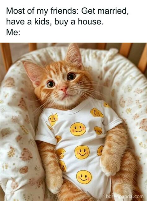 23 Hilarious Cat Memes That Will Crack You Up Cuteness