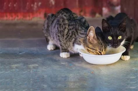 kitten overeating consequences
