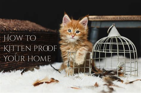 Kitten Proof Your House