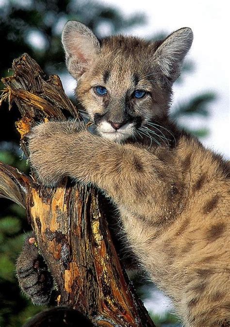 kitten seeking cougar