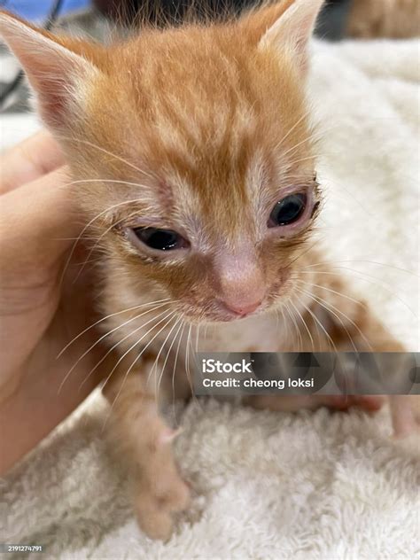 Kitten with a medical condition