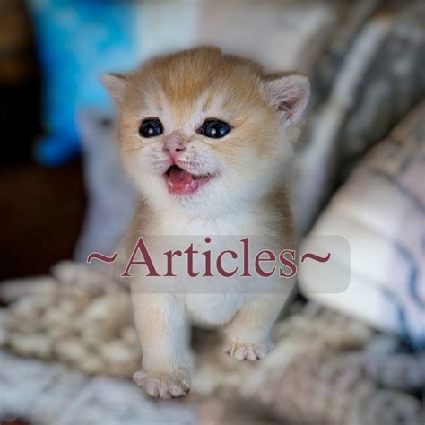 kitten smooth transition