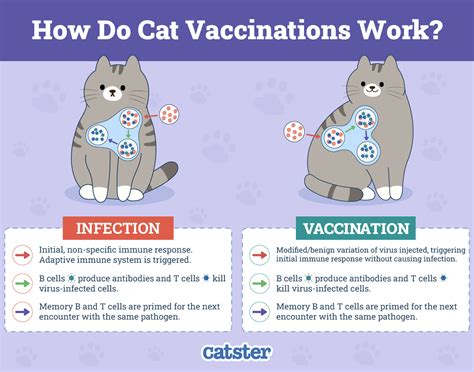 kitten vaccinations side effects