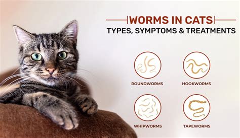 kitten with worms