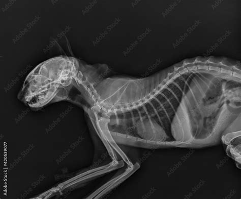 Kitten X Ray