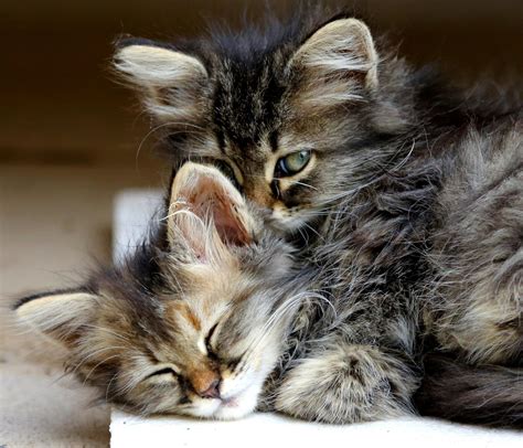 Everything You Need To Know About Kittens