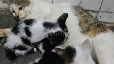 kittens and their milf