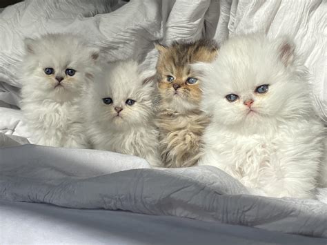 Craigslist Maine Free Dogs