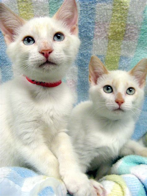 kittens ct craigslist