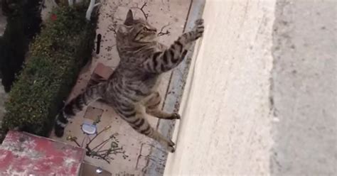 kittens falling to death