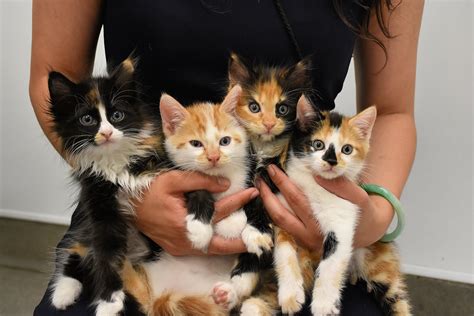 kittens for adoption 19454