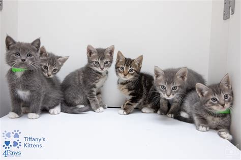 kittens for adoption in boston