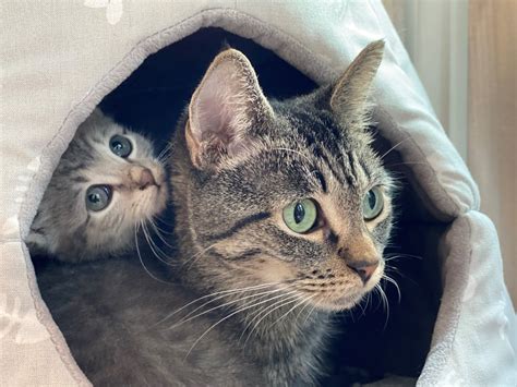 kittens for adoption in mass