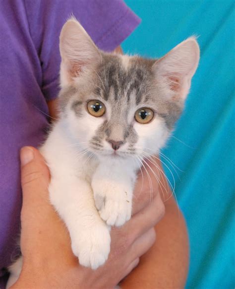 kittens for adoption near 02176