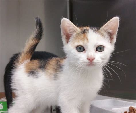kittens for adoption near me petfinder cats