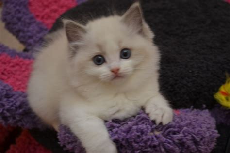 kittens for sale central coast