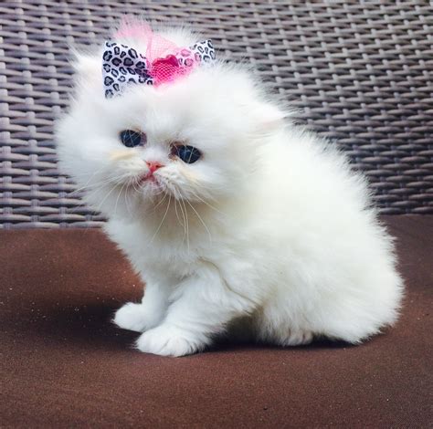 kittens persian for sale