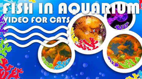 Kitty Fish Screensaver