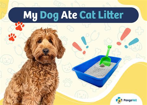 Kitty Litter Dog Ate