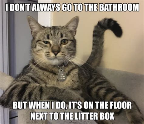Kitty Litter Memes