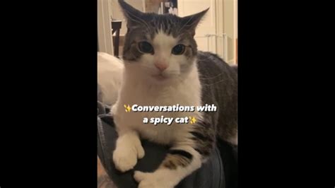Kitty Viral Video