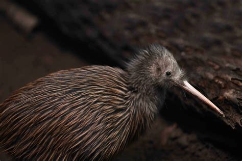 Kiwi Bird