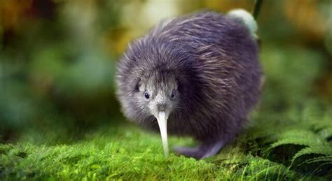 kiwi bird diet and adaptation