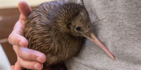 kiwi bird diet and conservation