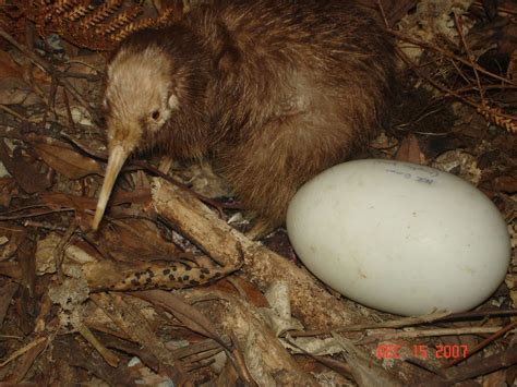 kiwi bird egg facts