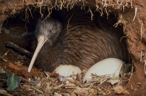 kiwi bird egg laying