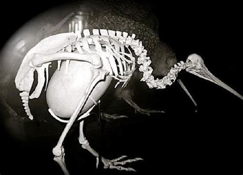 kiwi bird egg x ray