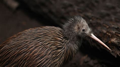 kiwi bird habitat