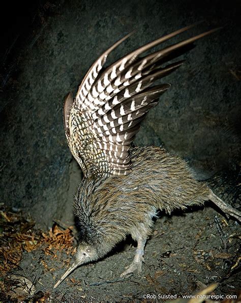 kiwi bird wingspan