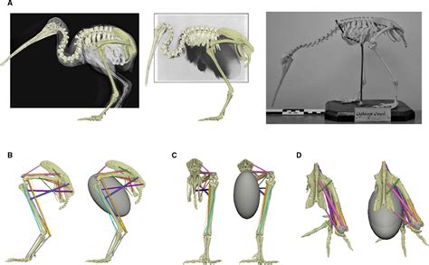 Kiwi Egg Anatomy Chart