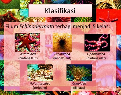Klasifikasi Echinodermata: Mengenal Lebih Dekat Hewan Bertubuh Berduri