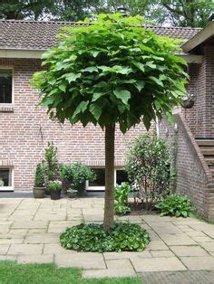 Klein Blijvend Boompje