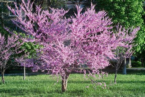 Klein Blijvende Boompjes