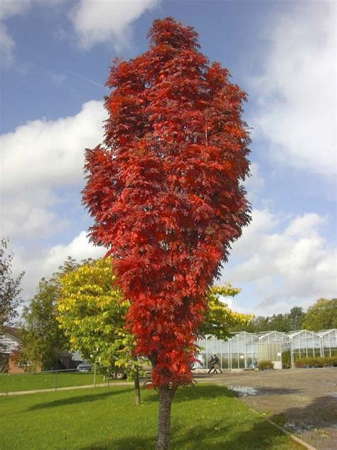 Kleinblijvende Bomen