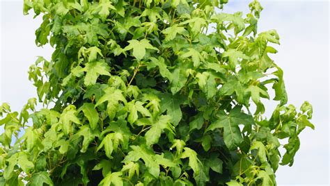 Kleinblijvende Boompjes