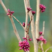 Kleinblijvende Sierboom