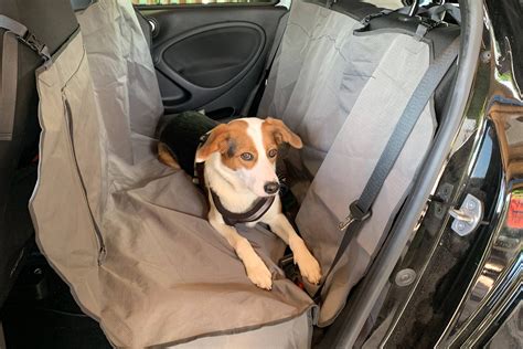 Tiere im Auto transportieren Gibt es eine Anschnallpflicht für Hunde?