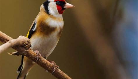 Vögel mit roter Haube: 10 heimische Arten