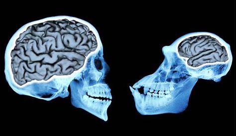 Neurologie: Eine Reise in unser Gehirn und seine Attraktionen - WELT