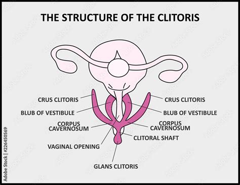 La Struttura Del Clitoride, Una Vagina Femminile Di Anatomia Del
